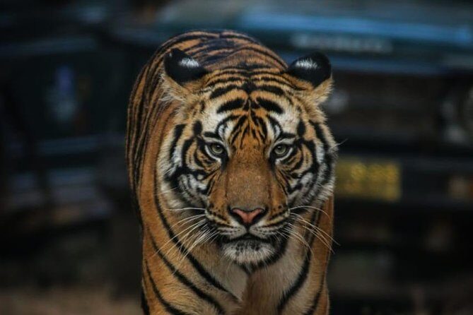 Exclusive Ranthambore Tiger Safari - The Experience in Detail