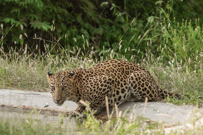 Exclusive Safari at Jhalana Leopard Park Including Transfers - The Realities Behind the Price
