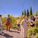 Exclusive Siena and San Gimignano Tour & Chianti Wine Experience - Who Will Love This Tour?