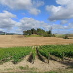 EXCLUSIVE Wine Tour in Chianti & San Gimignano (Lunch & Wine Tasting included) - Who Should Consider This Tour?