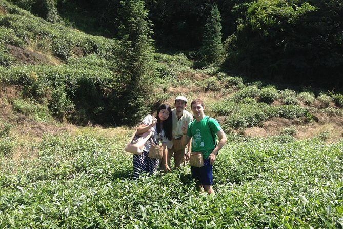 Experience Chengdu: Private Tea-Making Day Tour of Mengdingshan Tea Plantation - Assessing Value and Practicalities