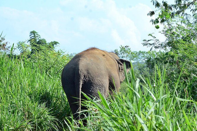Experience Elephant Sanctuary + Sticky Waterfall - In-Depth Look at the Tour
