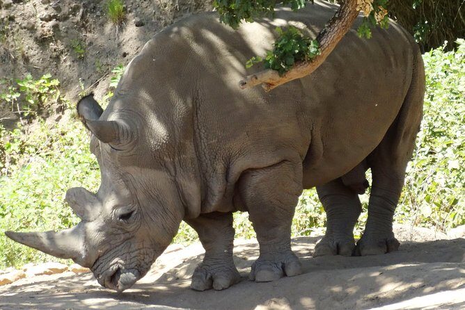 Experience our redwoods and wild Safari outdoor adventure - Summary of the Experience