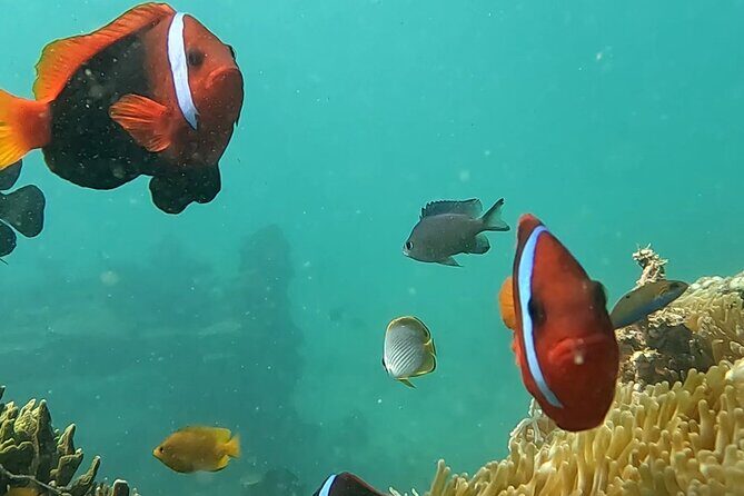 Experience Snorkeling in Sanur - Underwater Highlights