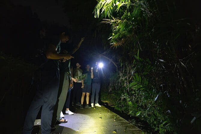 Explore a Rainforest teeming with Wildlife at Night! - Practical Tips for Your Night Walk