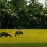 Explore Hoi An city or Da nang city with local guide - Authentic Insights from Reviews