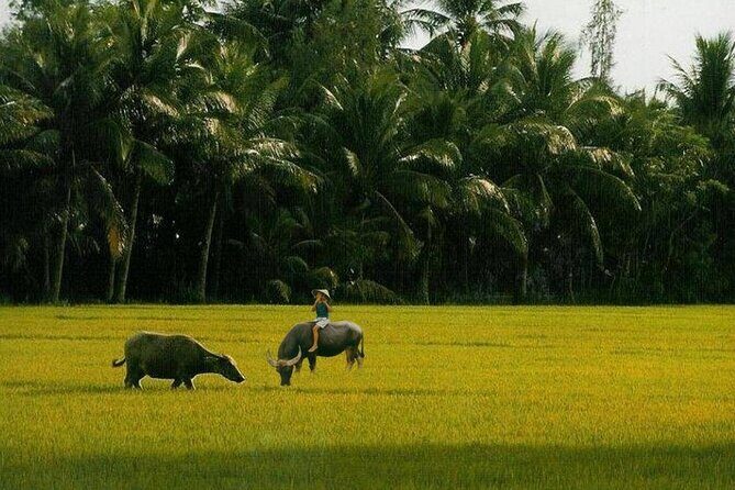 Explore Hoi An city or Da nang city with local guide - Authentic Insights from Reviews