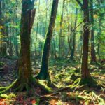 Explore Mt. Fuji Ice Cave in Aokigahara Forest - An In-Depth Look at the Mt. Fuji Ice Cave Tour