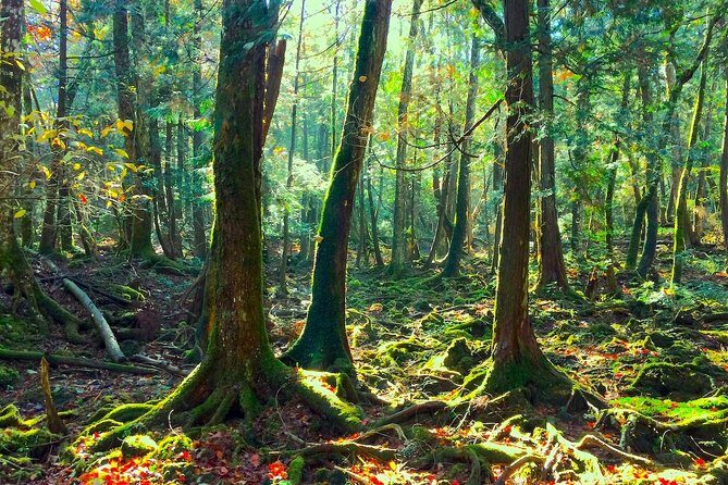 Explore Mt. Fuji Ice Cave in Aokigahara Forest - An In-Depth Look at the Mt. Fuji Ice Cave Tour