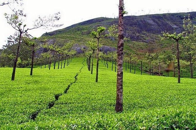 Explore Munnar Day Trip From Cochin ( By Munnar Info) - FAQs