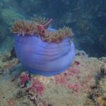 Explore Nha Trang Bay: Half-Day Snorkeling Adventure Tour - An In-Depth Look at the Tour