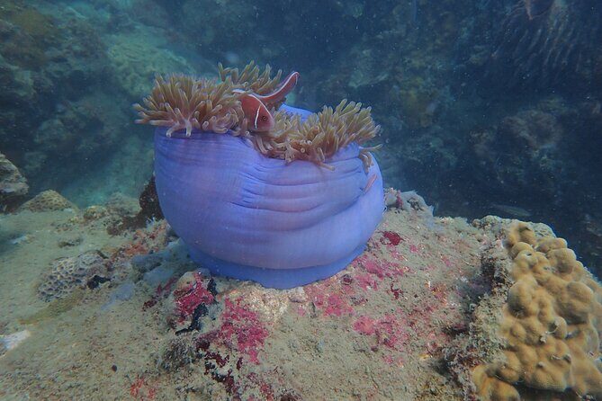 Explore Nha Trang Bay: Half-Day Snorkeling Adventure Tour - An In-Depth Look at the Tour