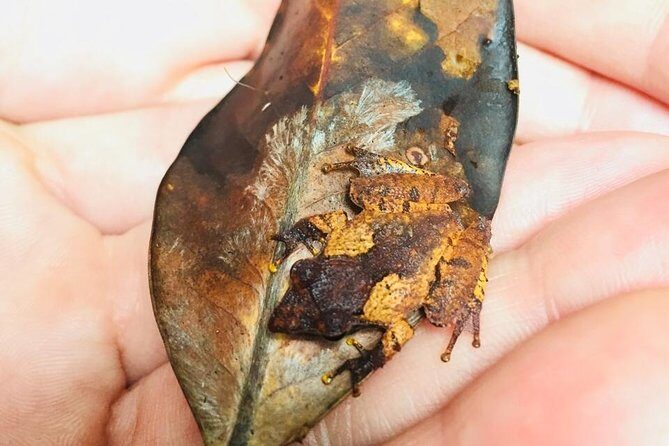 Explore Singharaja Forest Reserve (mirissa/weligama & Galle) - Practical Details and Logistics
