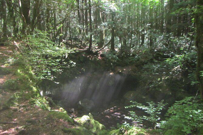 Exploring Mt Fuji Ice Cave and Sea of Trees Forest - A Deep Dive into the Experience