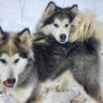 Fairbanks: Alaskan Summer Sled Dog Adventure - The ATV Ride Through Boreal Forests