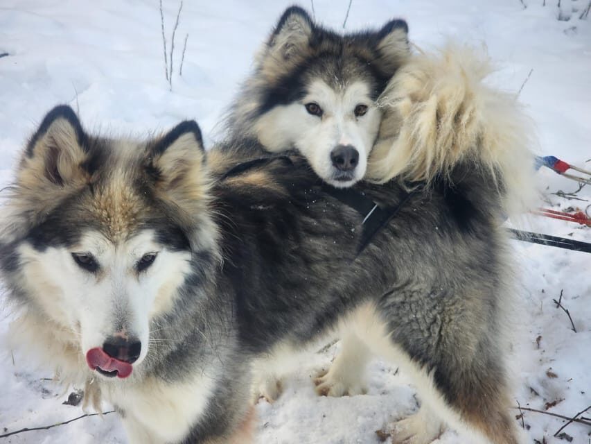 Fairbanks: Alaskan Summer Sled Dog Adventure - The ATV Ride Through Boreal Forests