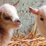 Faithful Hands Farm Tour - How This Tour Balances Value and Authenticity