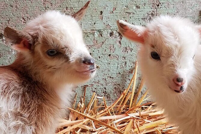 Faithful Hands Farm Tour - How This Tour Balances Value and Authenticity