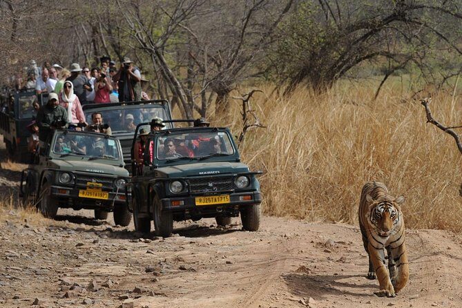 Five Days Golden Triangle Tour with Ranthambore Delhi Agra Jaipur - An In-Depth Look at the Itinerary