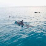 Florida Keys Backcountry Eco Tour from Big Pine Key - What Makes This Tour Stand Out?