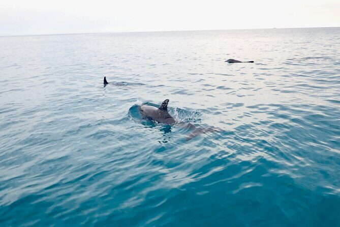 Florida Keys Backcountry Eco Tour from Big Pine Key - What Makes This Tour Stand Out?