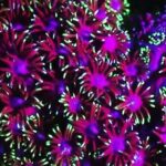 Fluorescent snorkeling with ultraviolet flashlights - The Sum Up