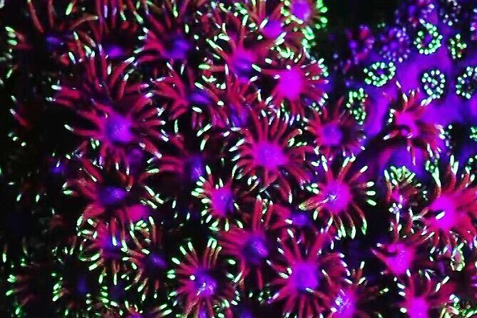 Fluorescent snorkeling with ultraviolet flashlights - The Sum Up