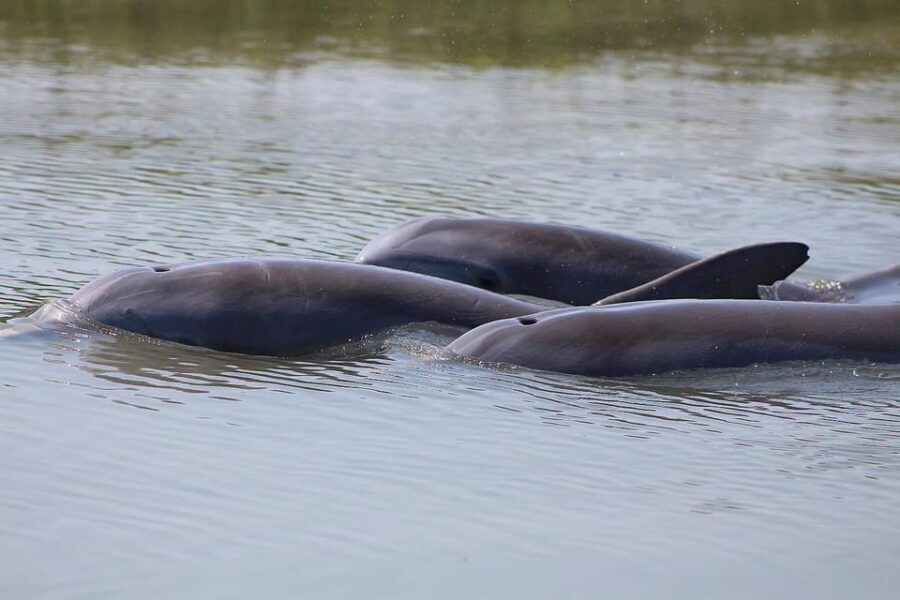 Folly Beach Dolphin Viewing Boat Excursion - Final Thoughts