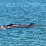 Fort Myers Beach Sightseeing with Shark Teeth and Shelling Tour - Authentic Experiences from Real Travelers