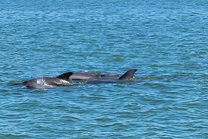 Fort Myers Beach Sightseeing with Shark Teeth and Shelling Tour - Authentic Experiences from Real Travelers
