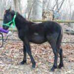 Friesian Herd Tours, Workshops, Classes and Retreats in the Kettle Moraine area. - The Itinerary: What to Expect on the Day