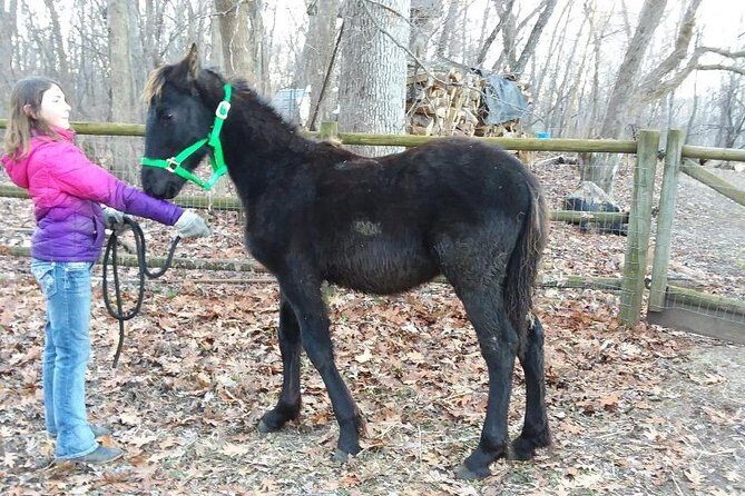 Friesian Herd Tours, Workshops, Classes and Retreats in the Kettle Moraine area. - The Itinerary: What to Expect on the Day