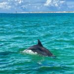 Frisky Mermaid Dolphin Tour + Secluded Beach + Equip - Who Will Love This Experience