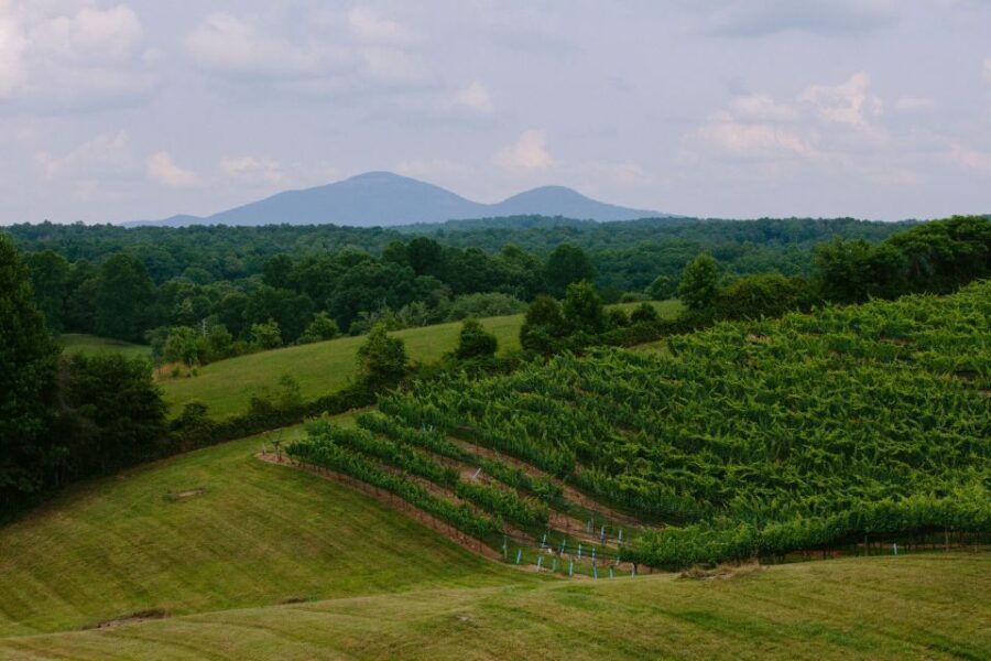 From Atlanta: Half-Day Wine Country Tour - What Makes This Tour Stand Out?
