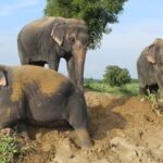 From Delhi: 1-day trip Mathura with Elephant conservation - What to Expect at Each Stop