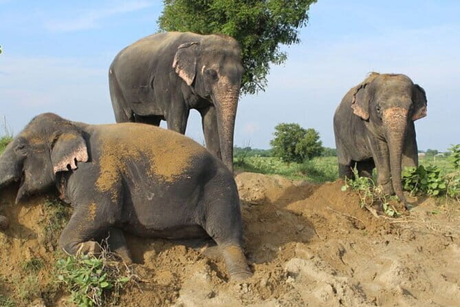 From Delhi: 1-day trip Mathura with Elephant conservation - What to Expect at Each Stop