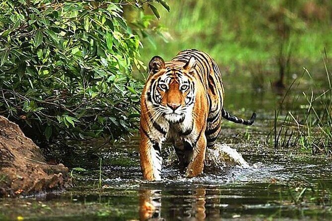 From Delhi: 5-Day Golden Triangle Tour & Ranthambore Tiger Safari - Final Thoughts