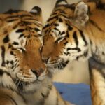 From Delhi: 8 Day Tiger Safari and Golden Triangle Tour - Authentic Insights from Traveler Reviews