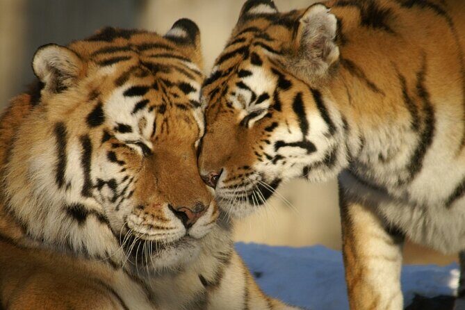 From Delhi: 8 Day Tiger Safari and Golden Triangle Tour - Authentic Insights from Traveler Reviews