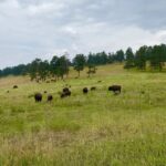 From Denver: Red Rocks and Foothills Half-Day Guided Tour - Final Thoughts