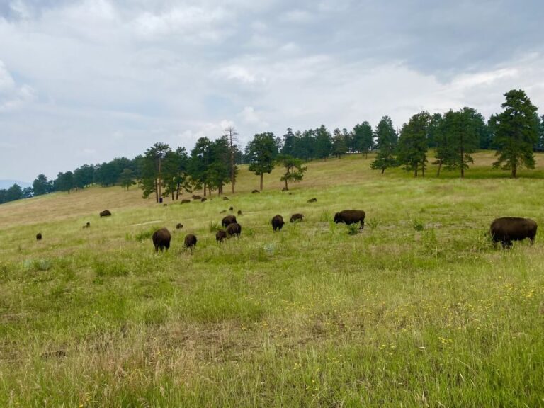 From Denver: Red Rocks and Foothills Half-Day Guided Tour - Final Thoughts