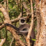 From Ella - Day Excursion to Yala National Park - Who Should Consider This Tour?