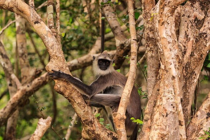 From Ella - Day Excursion to Yala National Park - Who Should Consider This Tour?