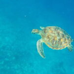 From Gili Trawangan & Gili Air Snorkeling Trip Sharing & Private - The Guides, Boat, and Overall Experience