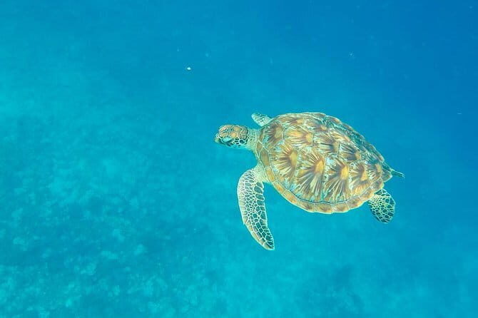 From Gili Trawangan & Gili Air Snorkeling Trip Sharing & Private - The Guides, Boat, and Overall Experience