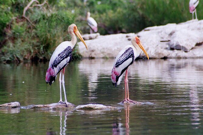 From Jaipur: Bird Safari and Agra sightseeing All-Inclusive - Transportation and Logistics