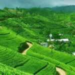 From kandy: Nuwara Eliya Private Day tour with Ambuluwawa Tower - FAQ
