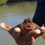From Naples, FL: Marco Island Mangroves Kayak or Paddle Tour - Authentic Feedback from Participants