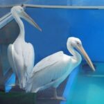From Orlando: Clearwater Beach and Marine Aquarium Admission - The Value and Who This Tour is For