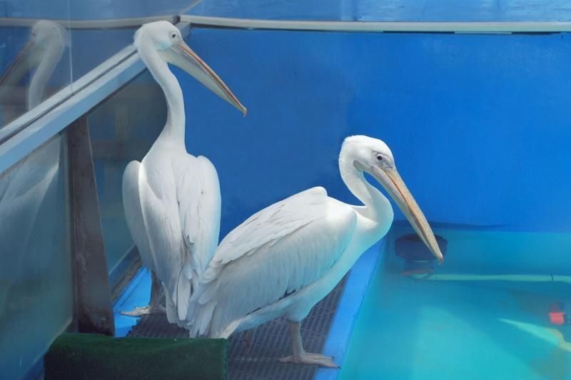 From Orlando: Clearwater Beach and Marine Aquarium Admission - The Value and Who This Tour is For